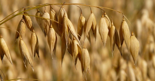 Proprietà dei beta glucani presenti nell'avena Proprietà dei beta glucani presenti nell'avena