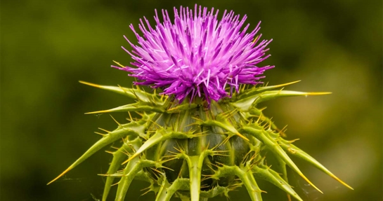cardo mariano: proprietà e benefici cardo mariano: proprietà e benefici