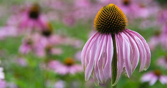 Echinacea angustifolia Echinacea angustifolia