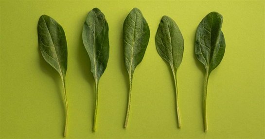 Acido alfa lipoico contenuto negli spinaci Acido alfa lipoico contenuto negli spinaci