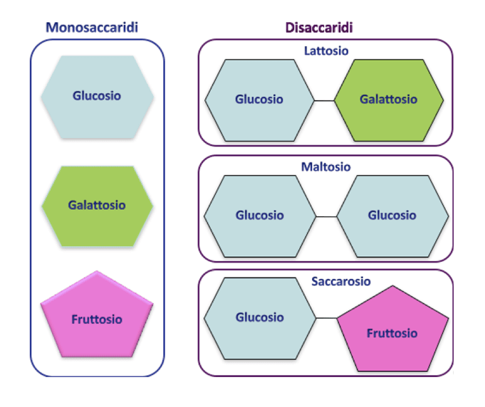 Funzione Dei Carboidrati Funzione Dei Carboidrati