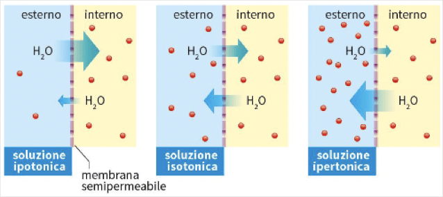 Comportamento del liquido che si muove attraverso la membrana nelle diverse soluzioni: ipotoniche, ipertocniche, isotoniche